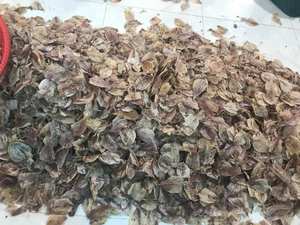 ปลาหมึกอบแห้งสำหรับ2020ซุป - Product Image 2