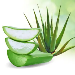 Fresh aloe vera leaf/ Ms. KIO HYUNH +84 34 375 8904