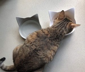 ¡Venta al por mayor de fábrica! Batidor sin fatiga, cuencos de comida poco profundos para gatos, plato ancho para gatos - Product Image 3