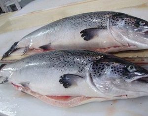 Filet de saumon congelé et tête de poisson à vendre Poissons de haute qualité - Product Image 3