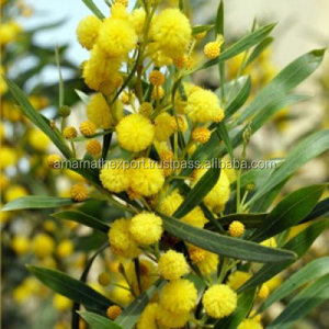 น้ำมันหอมระเหยบริสุทธิ์จากดอกไม้ทำจากอะคาเซีย Farnesiana - Product Image 1