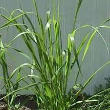 100% aceite esencial de hierba de limón orgánico Natural puro suministro a granel OEM Etiqueta Privada masaje de aromaterapia y aceite para el cuidado de la piel al por mayor - Product Image 5