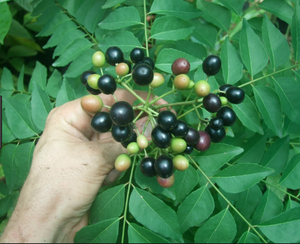 Curry vietnamien / Curry séché - Product Image 2