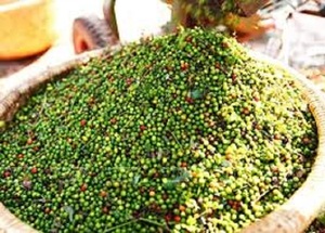 Pimiento Verde Orgánico para Cocinar en Estilo Vietnamita - Product Image 3