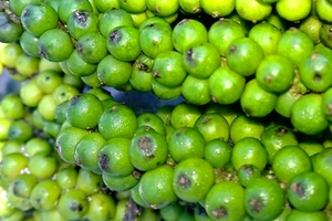 พริกเขียวอบแห้งพริกเขียวในเวียดนาม - Product Image 3