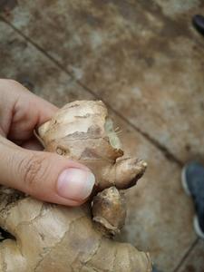 FOURNISSEUR DE GINGEME FRAIS DU VIETNAM - Product Image 4