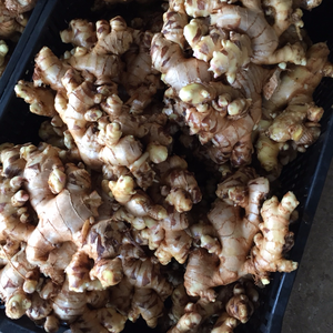 MEJOR VENTA DE JENGIBRE FRESCO DE VIETNAM - Product Image 1