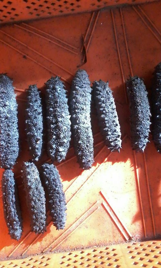 DRIED TURKISH SEA CUCUMBER