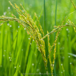 Biofertilizante de Venta Caliente para la Producción de Arroz - Product Image 5