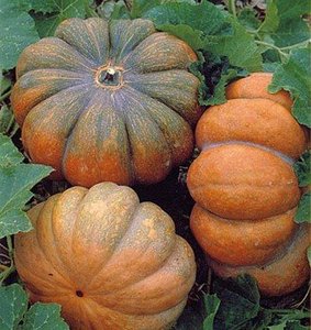 Emballage sous vide le moins cher, Cucurbita moschata 2020 - Product Image 5