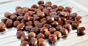 <span class=keywords><strong>Castagne</strong></span> Fresche Crude Premium all'Ingrosso dal Sudafrica Disponibili - Product Image 5