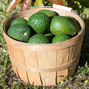 Aguacate Hass de Sudáfrica - Variedad Fuerte Fresca de Primera Calidad, Reserva tu Pedido Ahora - Product Image 3