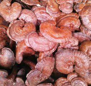 Ling Zhi Seco Crudo de Alta Calidad, <span class=keywords><strong>Ganoderma</strong></span> <span class=keywords><strong>Lucidum</strong></span> de la Provincia de Jilin, China, 10 cm de Diámetro, para Té y Suplemento Alimenticio - Product Image 1