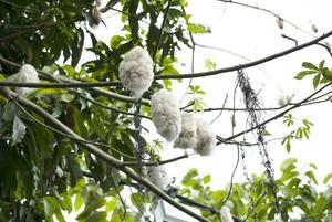 <span class=keywords><strong>Kapok</strong></span> cho lưới chim/sợi tự nhiên, <span class=keywords><strong>Kapok</strong></span> - Product Image 3