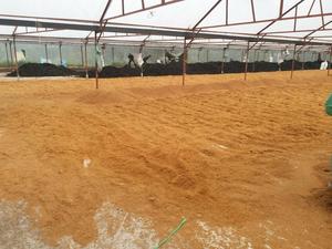 PEAT COCO GRANEL PRECIO BARATO - Product Image 5