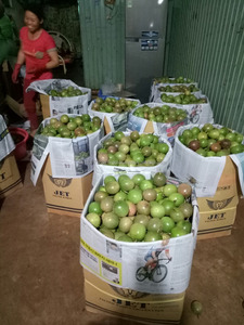 VIETNAM mejor precio fresco fruta de la Pasión - Product Image 3