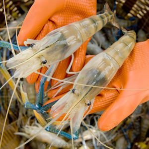 Soin d'acupuncture végétale, tigre noir, crevettes, bactéries - Product Image 5