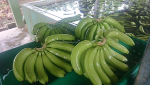 กล้วยดอเล่และกล้วยหอมสด - Product Image 2