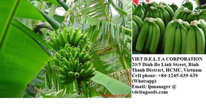 Banane fraîche du Vietnam – Goût sucré – Bon prix ! !! 2021 - Product Image 5