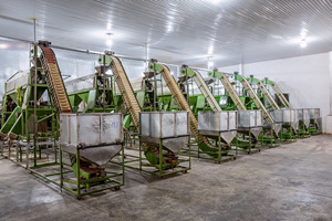 [Échantillon gratuit] Emballage en boîte en fer blanc vietnamien pour les noix de cajou WW450 W180/W320/W240/LP/SP Variétés-ANNA DO + 84982153058 - Product Image 2