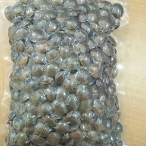 Sacha Inchi Seco de Vietnam, Tostado, Alta Calidad, Precio Económico +84765149122 - Product Image 5