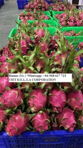 คุณภาพพรีเมี่ยมส่งออกผลไม้มังกรพืชผลใหม่-ms.holiday in 2020 - Product Image 3