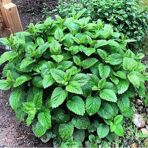 น้ำมันหอมระเหยแอนธ์เมส โนบิลิส แอล (เลมอนบาล์ม) เกรดสูง 100% บริสุทธิ์จากธรรมชาติ ของ JANVI HERBS ผลิตจากน้ำดอกไม้ด้วยการกลั่นด้วยไอน้ำ - Product Image 2