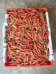 CHILI caliente de VIETNAM, venta al por mayor, 2022 - Product Image 5