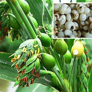 WHOLESALE HULLED PEARL <b>BARLEY</b> - Product Image 4