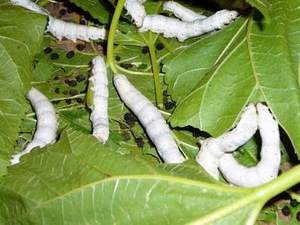 Poudre de mûre Viet Delta Holiday, durée de conservation 1 an, origine Vietnam - Product Image 6