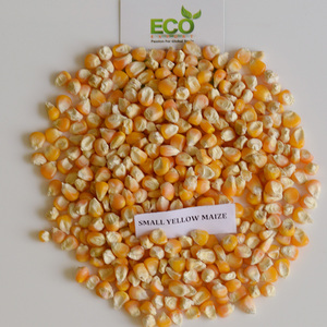 เมล็ดข้าวโพด/ข้าวโพดสีเหลืองเกรดดีสำหรับการบริโภคของมนุษย์และปศุสัตว์ - Product Image 5