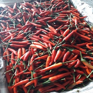 Chiles Rojos Orgánicos de Vietnam, Vegetales Frescos Congelados, Pimientos Picantes de 4-6 cm, Picantes Naturales, Selección Cuidadosa, Calidad Superior, Venta al Por Mayor - Product Image 3
