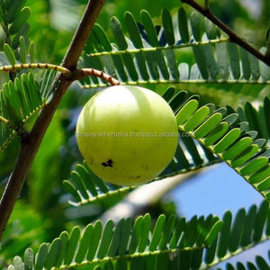 100% tự nhiên Amla chiết xuất bột emblic leafflower chiết xuất từ quả với số lượng lớn - Product Image 2