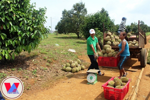 DURIAN FRAIS DE HAUTE QUALITÉ DU VIETNAM / Mme Shyn Tran - Product Image 6