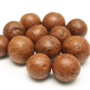 แมคคาเดเมียออร์แกนิคคุณภาพสูง เกรด AA ผลผลิตใหม่ อบแห้ง ขนาดใหญ่ ขายส่งจากโรงงาน - Product Image 1