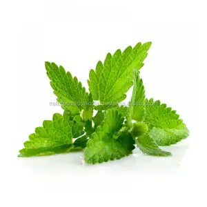 100% Natural Essential Oil | Spearmint Mentha spicata Oil Suppliers for Skin Care