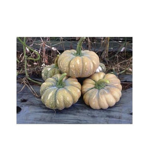 ฟักทองสดคุณภาพสูงจากเวียดนาม Sophie - Product Image 2