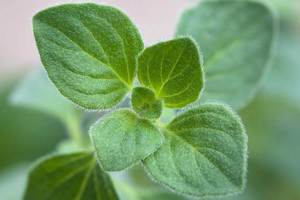 Fabricant en vrac approuvé par les GMP d'huile essentielle d'origan huile d'arbre à thé pour une utilisation en aromathérapie dérivée de feuilles d'origan - Product Image 3