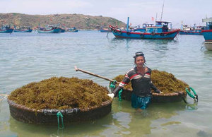 ปุ๋ยอินทรีย์ Sargassum ปุ๋ยสาหร่ายทะเล WHATSAPP + 84 845 639 639 - Product Image 2