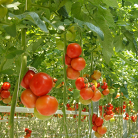 Magic Gro Plus Organischer & Umweltfreundlicher Mikroben-Pulverdünger 2 Jahre Haltbarkeit für Tomatenanbau Qualitätsverbesserung