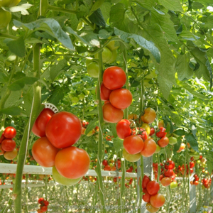 ปรับปรุงคุณภาพของมะเขือเทศในระหว่างการเพาะปลูกโดยผู้ซื้อปุ๋ยอินทรีย์ของเรา - Product Image 4