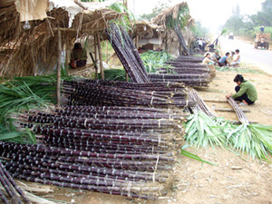 Caña de Azúcar Fresca de Vietnam Congelada para Exportación - Product Image 2