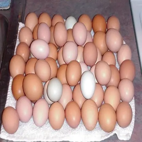 Kip Tafel Eieren Vruchtbare/Uitbroeden Kippenei In Bulk