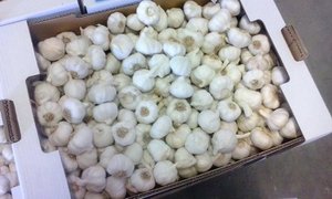 Ajo Blanco Orgánico Fresco, 2 kg, en Bolsas de Malla/Cartones, Precio de Fábrica para Venta al por Mayor, Vegetales de la Familia Liliácea con 24 Meses de Vida Útil - Product Image 2