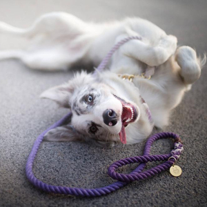 2 Color Handmade Cotton Ombre Rope <b>Leash</b> <b>Dog</b> Rope <b>Leash</b> - Product Image 1