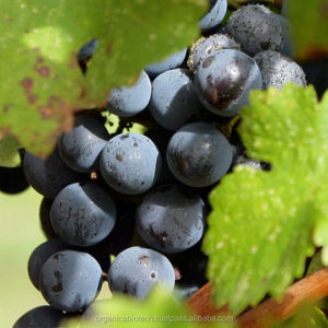 Engrais organique pour la culture végétale dans les serre, organique, pour augmenter l'aptance améliorée - Product Image 4