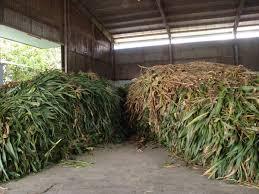 En la cosecha de maíz en venta/alta calidad - Product Image 4