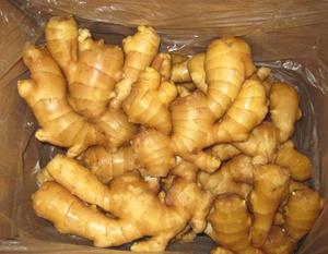 Matured <b>Fresh</b> <b>Ginger</b> - COMPETITIVE PRICE WHATSAPP+84-845-639-639 - Product Image 3