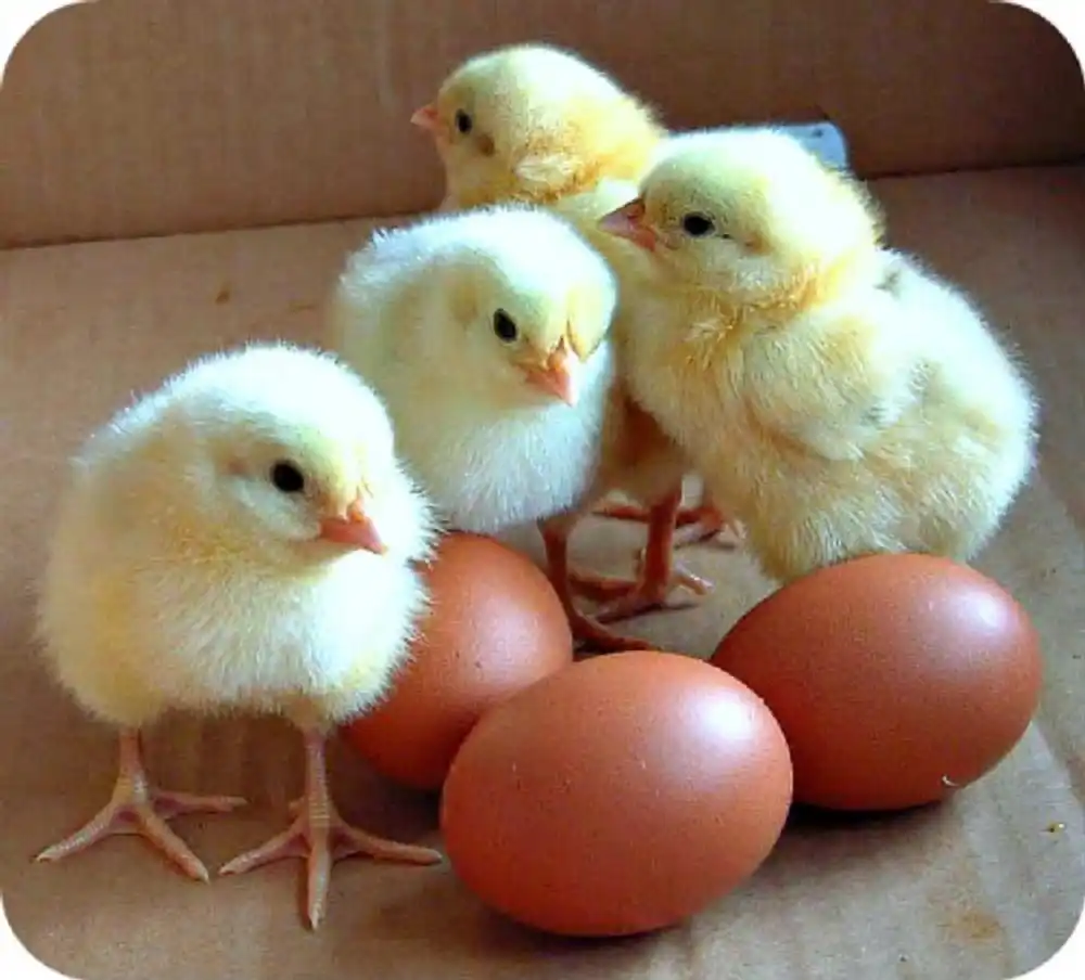 프리미엄 품질 육계 부화 계란