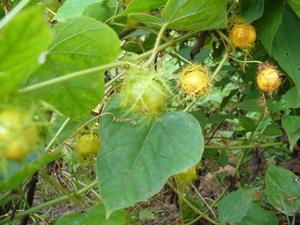 VENTE EN GROS THÉ FLEUR PASSION DU VIETNAM - Product Image 5